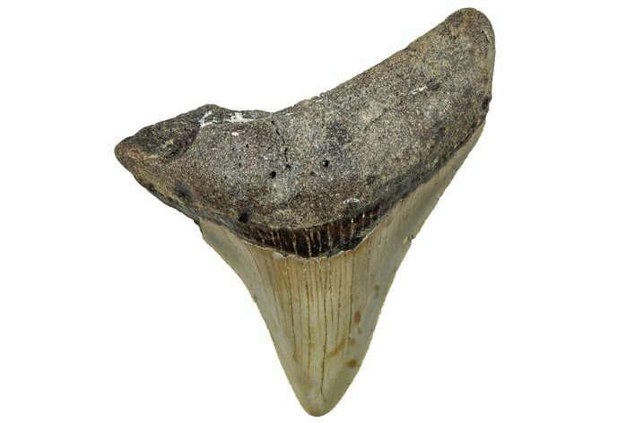 Serrated, Fossil Megalodon Tooth - North Carolina #295242